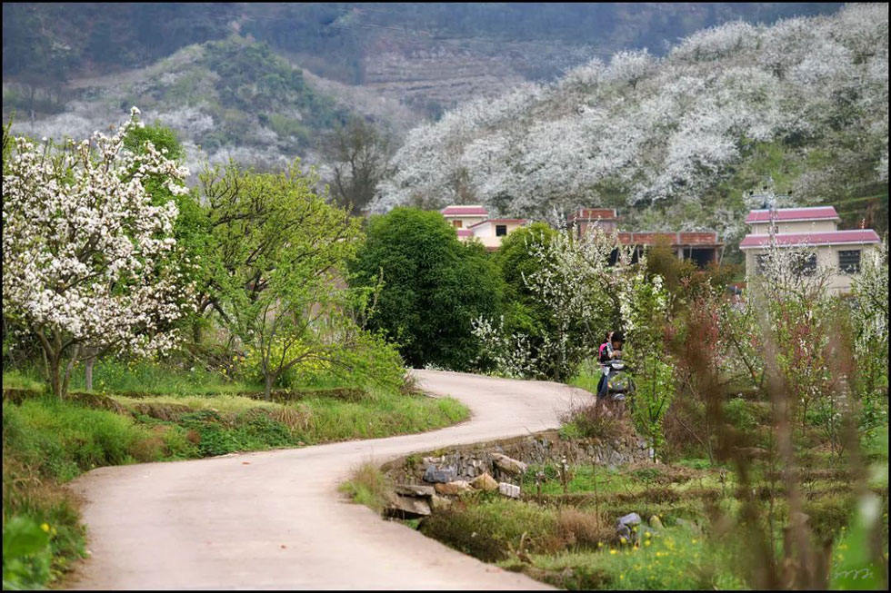 【春天，广西桂林灌阳县向您发出邀请！】我们在灌阳看梨花 - 游山玩水 - 潜江生活社区 - 潜江28生活网 qianjiang.28life.com