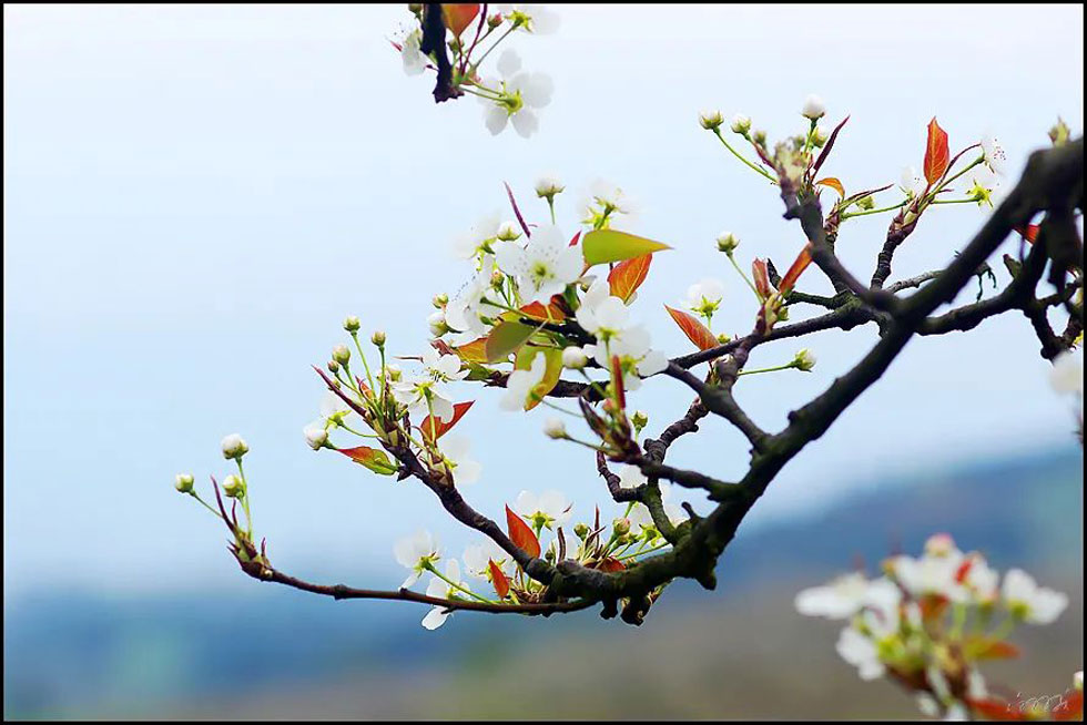 【春天，广西桂林灌阳县向您发出邀请！】我们在灌阳看梨花 - 游山玩水 - 潜江生活社区 - 潜江28生活网 qianjiang.28life.com