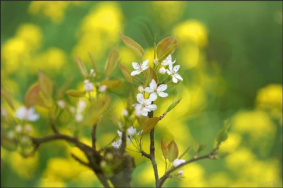 【春天，广西桂林灌阳县向您发出邀请！】我们在灌阳看梨花 - 游山玩水 - 潜江生活社区 - 潜江28生活网 qianjiang.28life.com