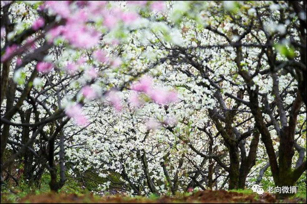 【春天，广西桂林灌阳县向您发出邀请！】我们在灌阳看梨花 - 游山玩水 - 潜江生活社区 - 潜江28生活网 qianjiang.28life.com