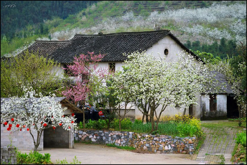 【春天，广西桂林灌阳县向您发出邀请！】我们在灌阳看梨花 - 游山玩水 - 潜江生活社区 - 潜江28生活网 qianjiang.28life.com