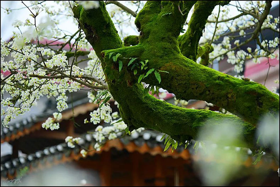 【春天，广西桂林灌阳县向您发出邀请！】我们在灌阳看梨花 - 游山玩水 - 潜江生活社区 - 潜江28生活网 qianjiang.28life.com