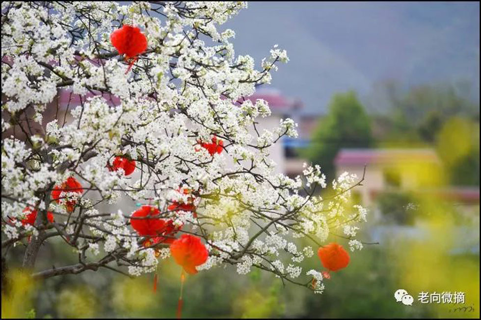 【春天，广西桂林灌阳县向您发出邀请！】我们在灌阳看梨花 - 游山玩水 - 潜江生活社区 - 潜江28生活网 qianjiang.28life.com