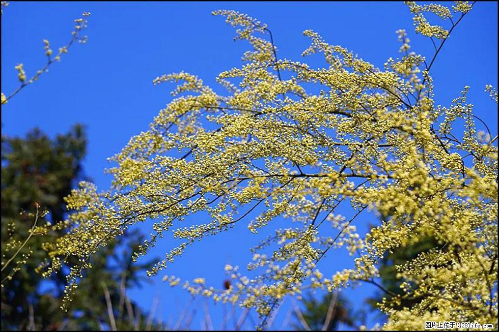 【春天，广西桂林灌阳县向您发出邀请！】米珠山前有片山苍子花在飘香 - 游山玩水 - 潜江生活社区 - 潜江28生活网 qianjiang.28life.com