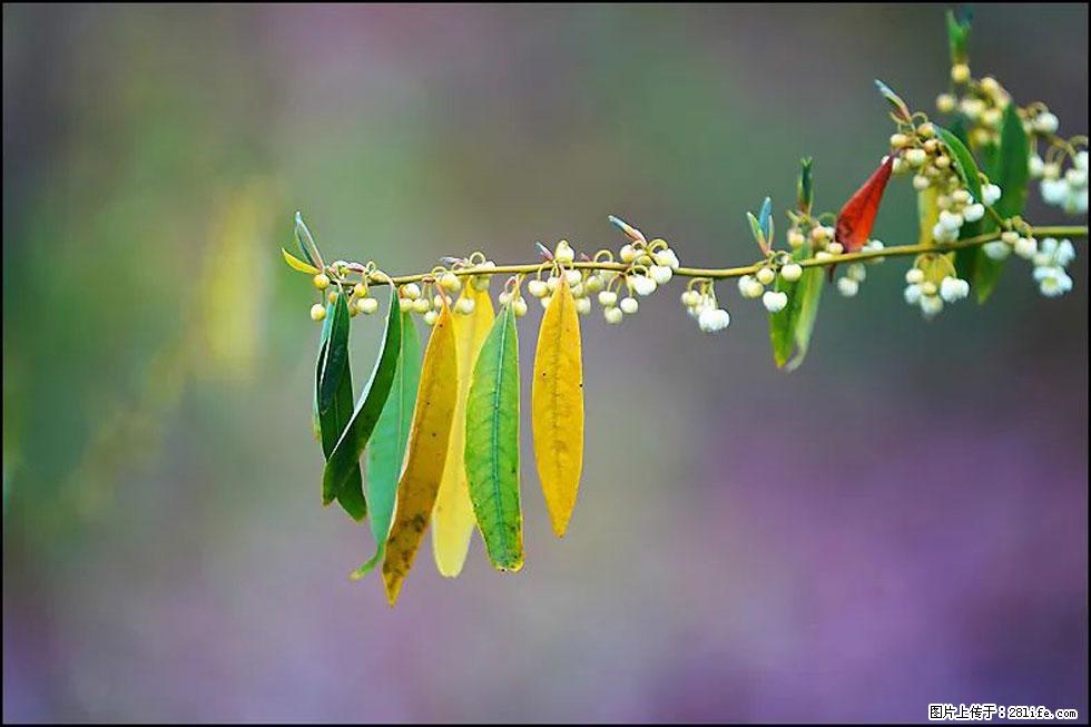 【春天，广西桂林灌阳县向您发出邀请！】米珠山前有片山苍子花在飘香 - 游山玩水 - 潜江生活社区 - 潜江28生活网 qianjiang.28life.com