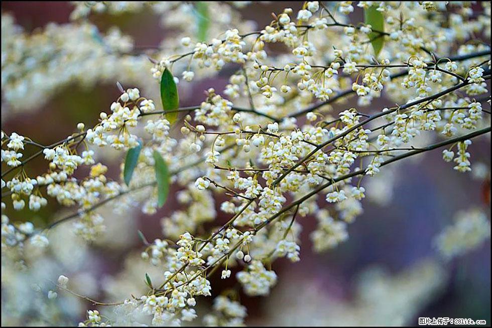 【春天，广西桂林灌阳县向您发出邀请！】米珠山前有片山苍子花在飘香 - 游山玩水 - 潜江生活社区 - 潜江28生活网 qianjiang.28life.com