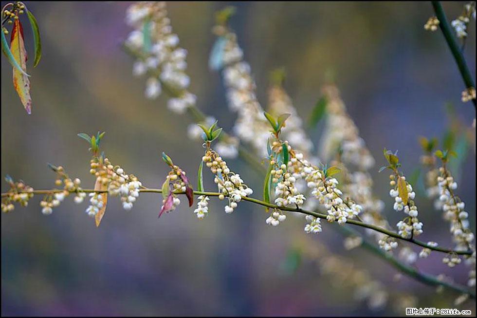 【春天，广西桂林灌阳县向您发出邀请！】米珠山前有片山苍子花在飘香 - 游山玩水 - 潜江生活社区 - 潜江28生活网 qianjiang.28life.com
