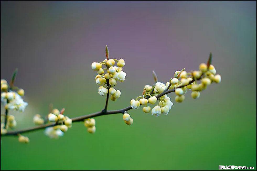 【春天，广西桂林灌阳县向您发出邀请！】米珠山前有片山苍子花在飘香 - 游山玩水 - 潜江生活社区 - 潜江28生活网 qianjiang.28life.com