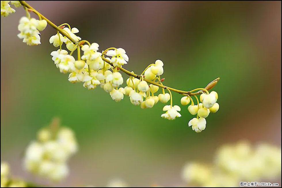 【春天，广西桂林灌阳县向您发出邀请！】米珠山前有片山苍子花在飘香 - 游山玩水 - 潜江生活社区 - 潜江28生活网 qianjiang.28life.com