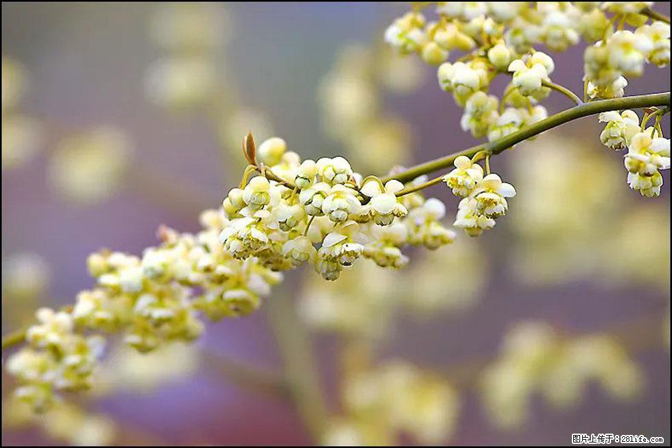 【春天，广西桂林灌阳县向您发出邀请！】米珠山前有片山苍子花在飘香 - 游山玩水 - 潜江生活社区 - 潜江28生活网 qianjiang.28life.com