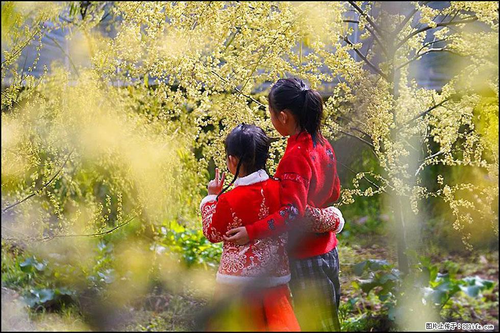 【春天，广西桂林灌阳县向您发出邀请！】米珠山前有片山苍子花在飘香 - 游山玩水 - 潜江生活社区 - 潜江28生活网 qianjiang.28life.com