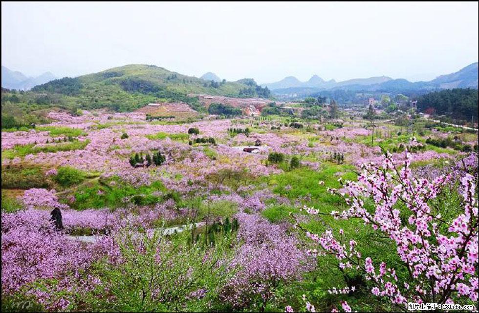 【春天，广西桂林灌阳县向您发出邀请！】官庄村有个醉美的桃花园 - 游山玩水 - 潜江生活社区 - 潜江28生活网 qianjiang.28life.com