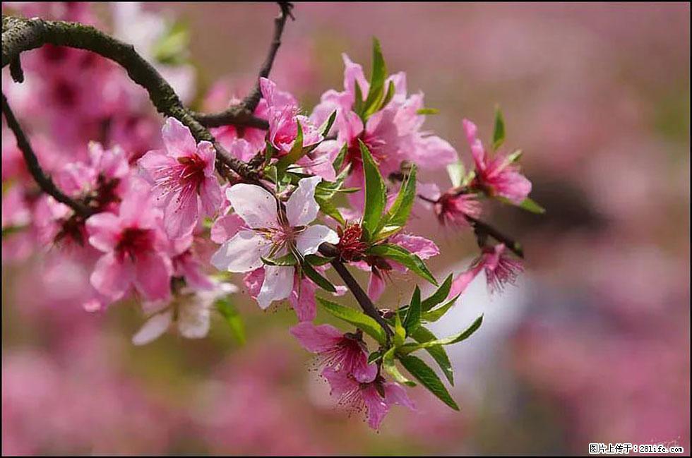 【春天，广西桂林灌阳县向您发出邀请！】官庄村有个醉美的桃花园 - 游山玩水 - 潜江生活社区 - 潜江28生活网 qianjiang.28life.com