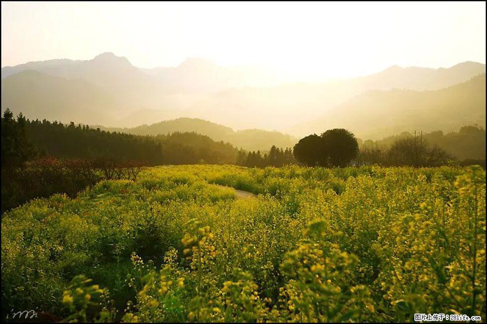 【春天，广西桂林灌阳县向您发出邀请！】长坪村油菜盛情花开 - 游山玩水 - 潜江生活社区 - 潜江28生活网 qianjiang.28life.com