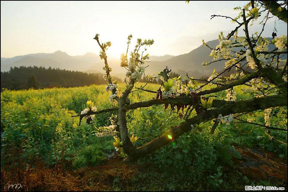 【春天，广西桂林灌阳县向您发出邀请！】长坪村油菜盛情花开 - 游山玩水 - 潜江生活社区 - 潜江28生活网 qianjiang.28life.com