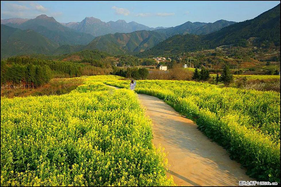 【春天，广西桂林灌阳县向您发出邀请！】长坪村油菜盛情花开 - 游山玩水 - 潜江生活社区 - 潜江28生活网 qianjiang.28life.com