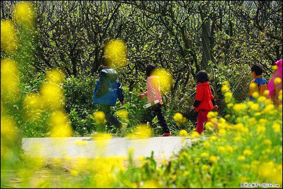 【春天，广西桂林灌阳县向您发出邀请！】长坪村油菜盛情花开 - 游山玩水 - 潜江生活社区 - 潜江28生活网 qianjiang.28life.com