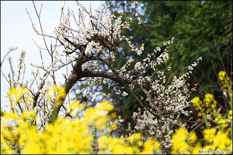 【春天，广西桂林灌阳县向您发出邀请！】长坪村油菜盛情花开 - 游山玩水 - 潜江生活社区 - 潜江28生活网 qianjiang.28life.com