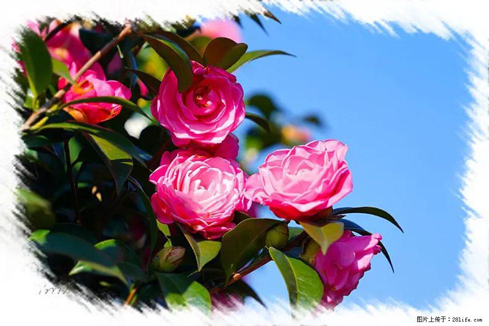 【春天，广西桂林灌阳县向您发出邀请！】杨柳井茶花惹人爱 - 游山玩水 - 潜江生活社区 - 潜江28生活网 qianjiang.28life.com