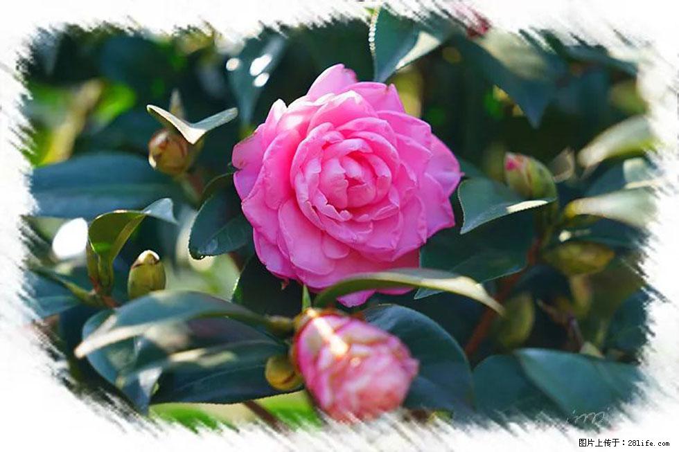 【春天，广西桂林灌阳县向您发出邀请！】杨柳井茶花惹人爱 - 游山玩水 - 潜江生活社区 - 潜江28生活网 qianjiang.28life.com