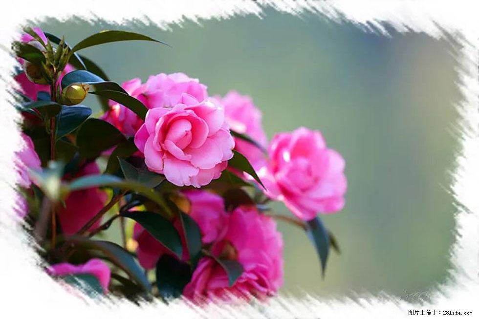 【春天，广西桂林灌阳县向您发出邀请！】杨柳井茶花惹人爱 - 游山玩水 - 潜江生活社区 - 潜江28生活网 qianjiang.28life.com