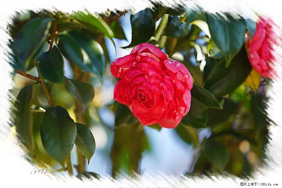 【春天，广西桂林灌阳县向您发出邀请！】杨柳井茶花惹人爱 - 游山玩水 - 潜江生活社区 - 潜江28生活网 qianjiang.28life.com