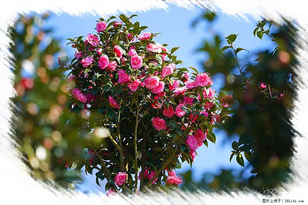 【春天，广西桂林灌阳县向您发出邀请！】杨柳井茶花惹人爱 - 游山玩水 - 潜江生活社区 - 潜江28生活网 qianjiang.28life.com