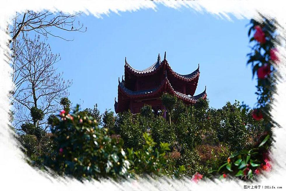 【春天，广西桂林灌阳县向您发出邀请！】杨柳井茶花惹人爱 - 游山玩水 - 潜江生活社区 - 潜江28生活网 qianjiang.28life.com