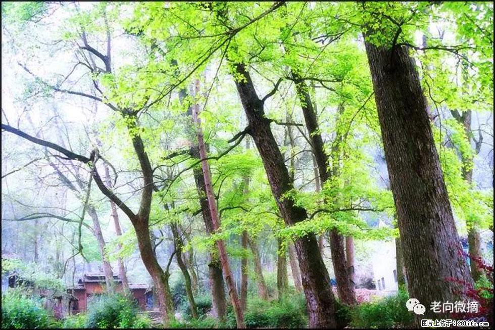 【春天，广西桂林灌阳县向您发出邀请！】在小龙村与春天约会 - 游山玩水 - 潜江生活社区 - 潜江28生活网 qianjiang.28life.com