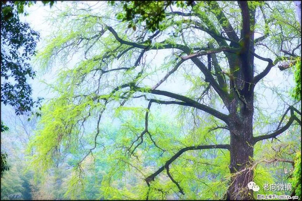 【春天，广西桂林灌阳县向您发出邀请！】在小龙村与春天约会 - 游山玩水 - 潜江生活社区 - 潜江28生活网 qianjiang.28life.com