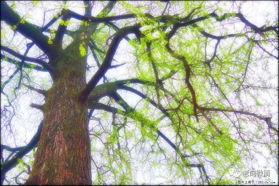 【春天，广西桂林灌阳县向您发出邀请！】在小龙村与春天约会 - 游山玩水 - 潜江生活社区 - 潜江28生活网 qianjiang.28life.com