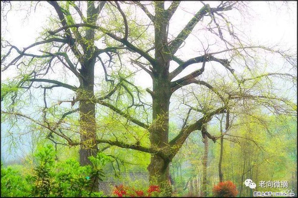 【春天，广西桂林灌阳县向您发出邀请！】在小龙村与春天约会 - 游山玩水 - 潜江生活社区 - 潜江28生活网 qianjiang.28life.com