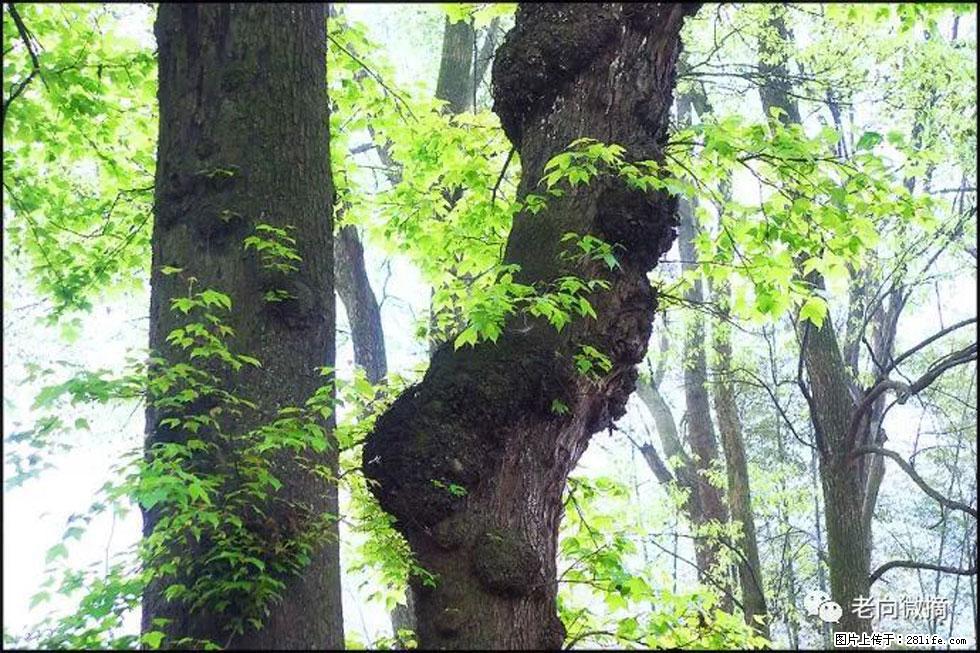 【春天，广西桂林灌阳县向您发出邀请！】在小龙村与春天约会 - 游山玩水 - 潜江生活社区 - 潜江28生活网 qianjiang.28life.com