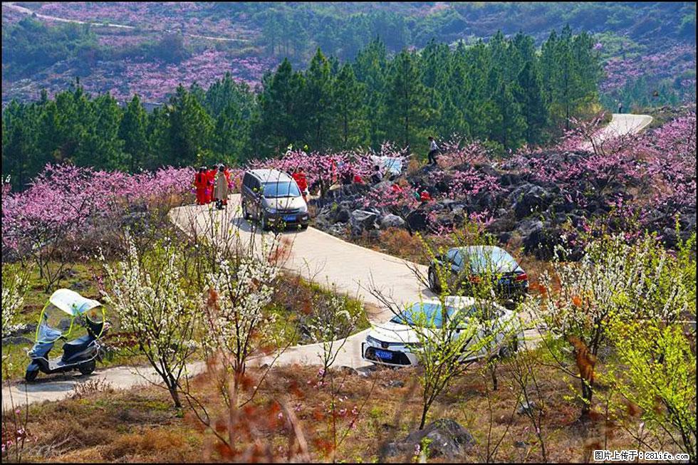 【春天，广西桂林灌阳县向您发出邀请！】望月岭上桃花开 - 游山玩水 - 潜江生活社区 - 潜江28生活网 qianjiang.28life.com