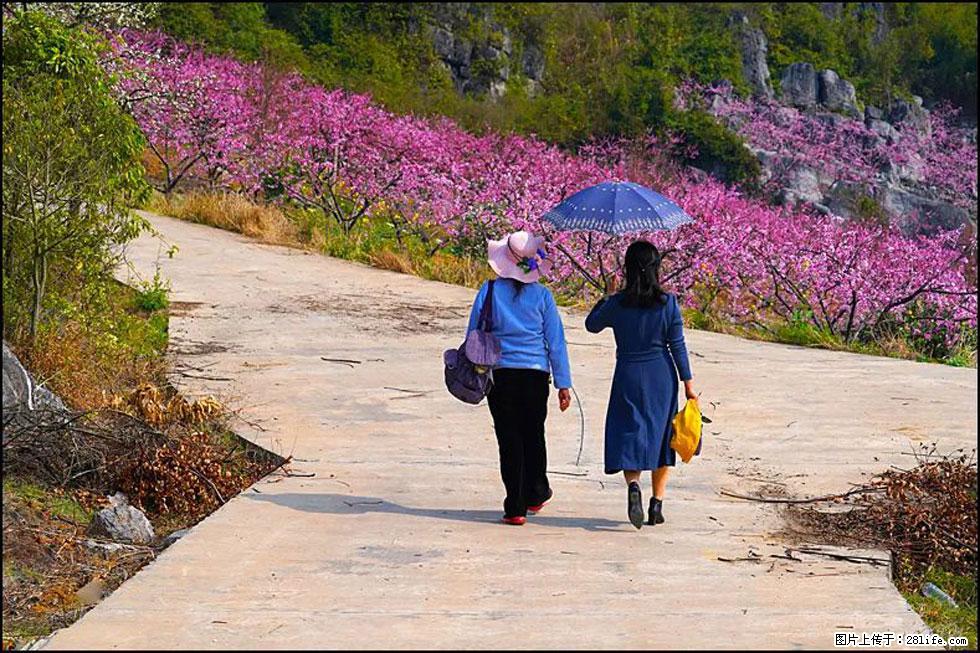 【春天，广西桂林灌阳县向您发出邀请！】望月岭上桃花开 - 游山玩水 - 潜江生活社区 - 潜江28生活网 qianjiang.28life.com