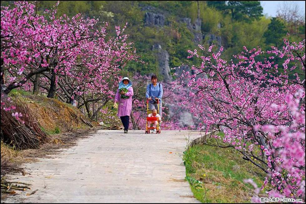 【春天，广西桂林灌阳县向您发出邀请！】望月岭上桃花开 - 游山玩水 - 潜江生活社区 - 潜江28生活网 qianjiang.28life.com