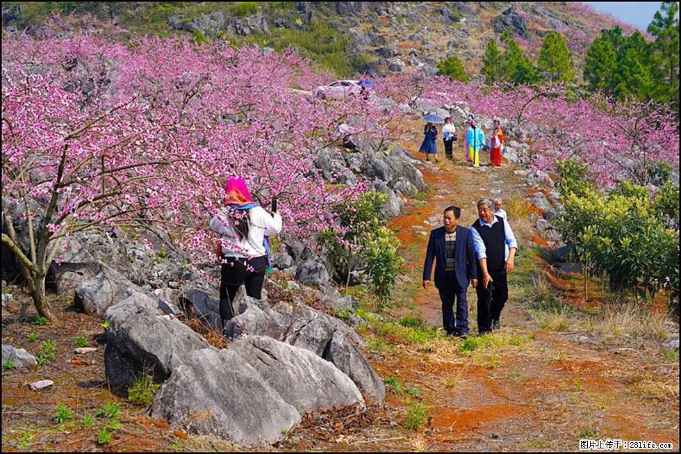 【春天，广西桂林灌阳县向您发出邀请！】望月岭上桃花开 - 游山玩水 - 潜江生活社区 - 潜江28生活网 qianjiang.28life.com