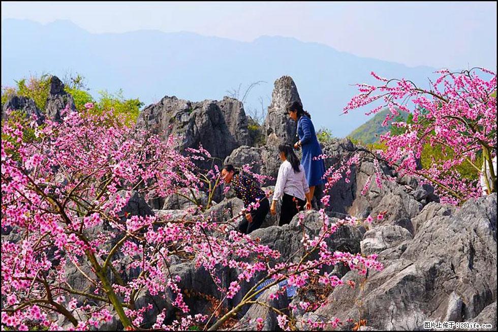 【春天，广西桂林灌阳县向您发出邀请！】望月岭上桃花开 - 游山玩水 - 潜江生活社区 - 潜江28生活网 qianjiang.28life.com