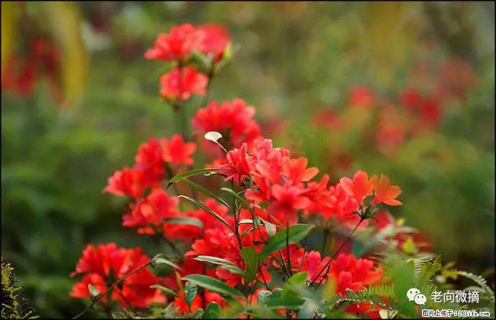【春天，广西桂林灌阳县向您发出邀请！】登麒麟山，相约映山红 - 游山玩水 - 潜江生活社区 - 潜江28生活网 qianjiang.28life.com