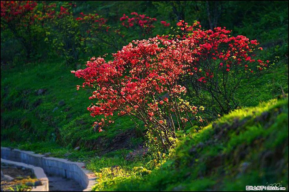 【春天，广西桂林灌阳县向您发出邀请！】春木界上映山红 - 游山玩水 - 潜江生活社区 - 潜江28生活网 qianjiang.28life.com