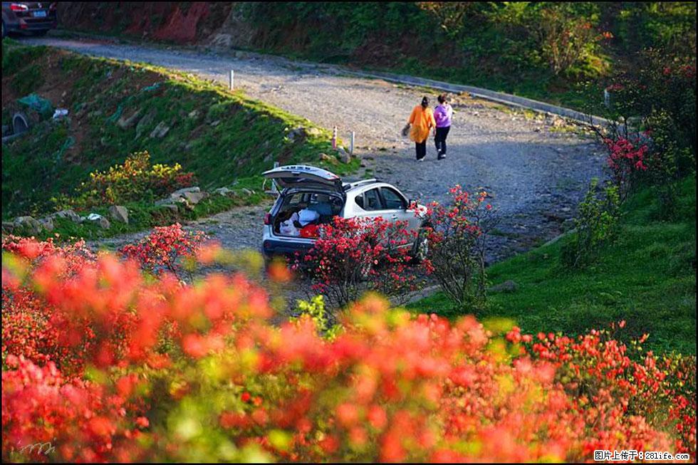 【春天，广西桂林灌阳县向您发出邀请！】春木界上映山红 - 游山玩水 - 潜江生活社区 - 潜江28生活网 qianjiang.28life.com