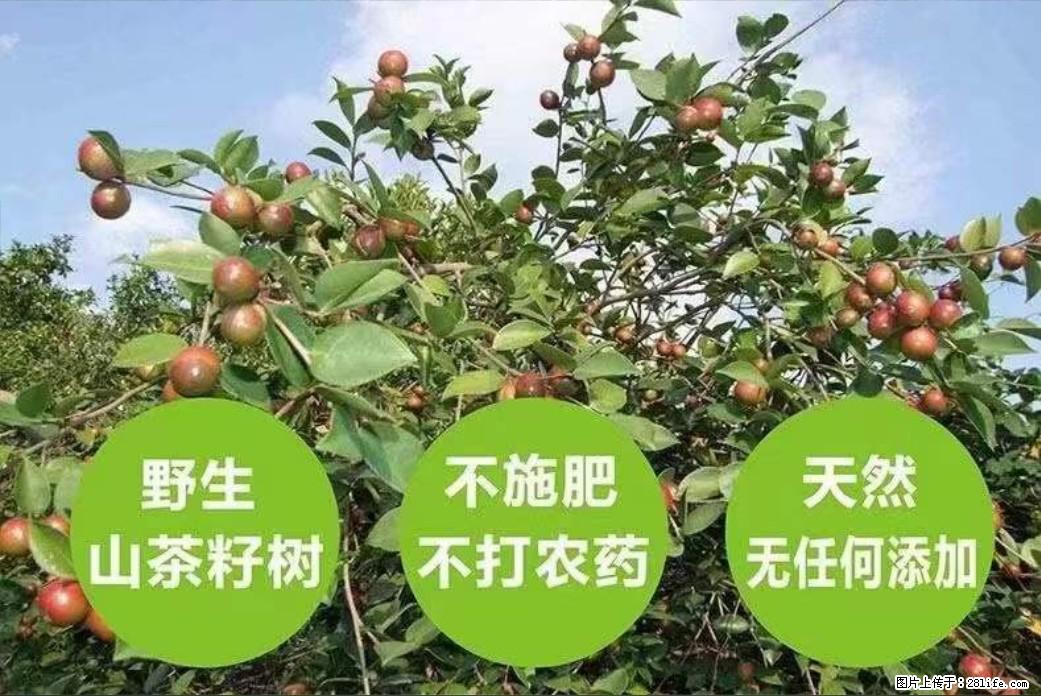 【灌阳县油茶产业示范区】一个有着充实的精神生活的人,对待身外之物自会有一种淡泊的态度 - 美食天地 - 潜江生活社区 - 潜江28生活网 qianjiang.28life.com