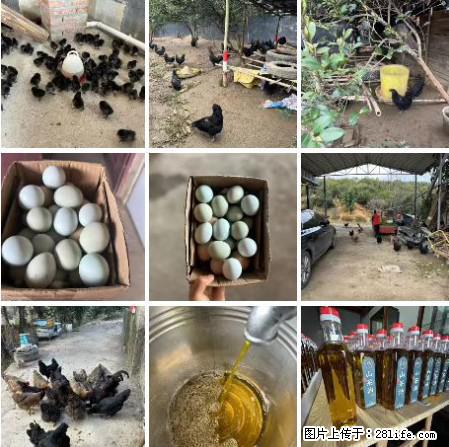 油茶园从小鸡仔开始养起的纯土鸡、土鸡蛋可以预定啦！还有前几天刚榨的纯山茶油哦 - 土特产 - 饮食特产 - 潜江分类信息 - 潜江28生活网 qianjiang.28life.com