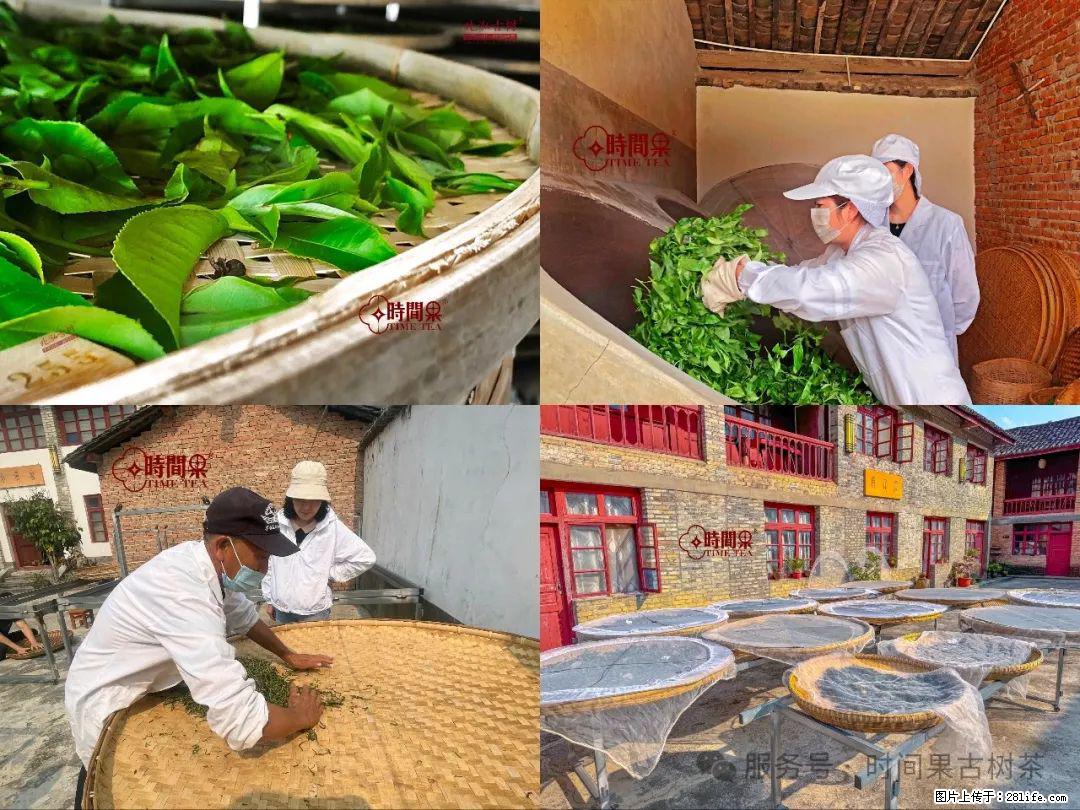 时间果百年古树龙珠普洱生茶 - 购物交流 - 潜江生活社区 - 潜江28生活网 qianjiang.28life.com