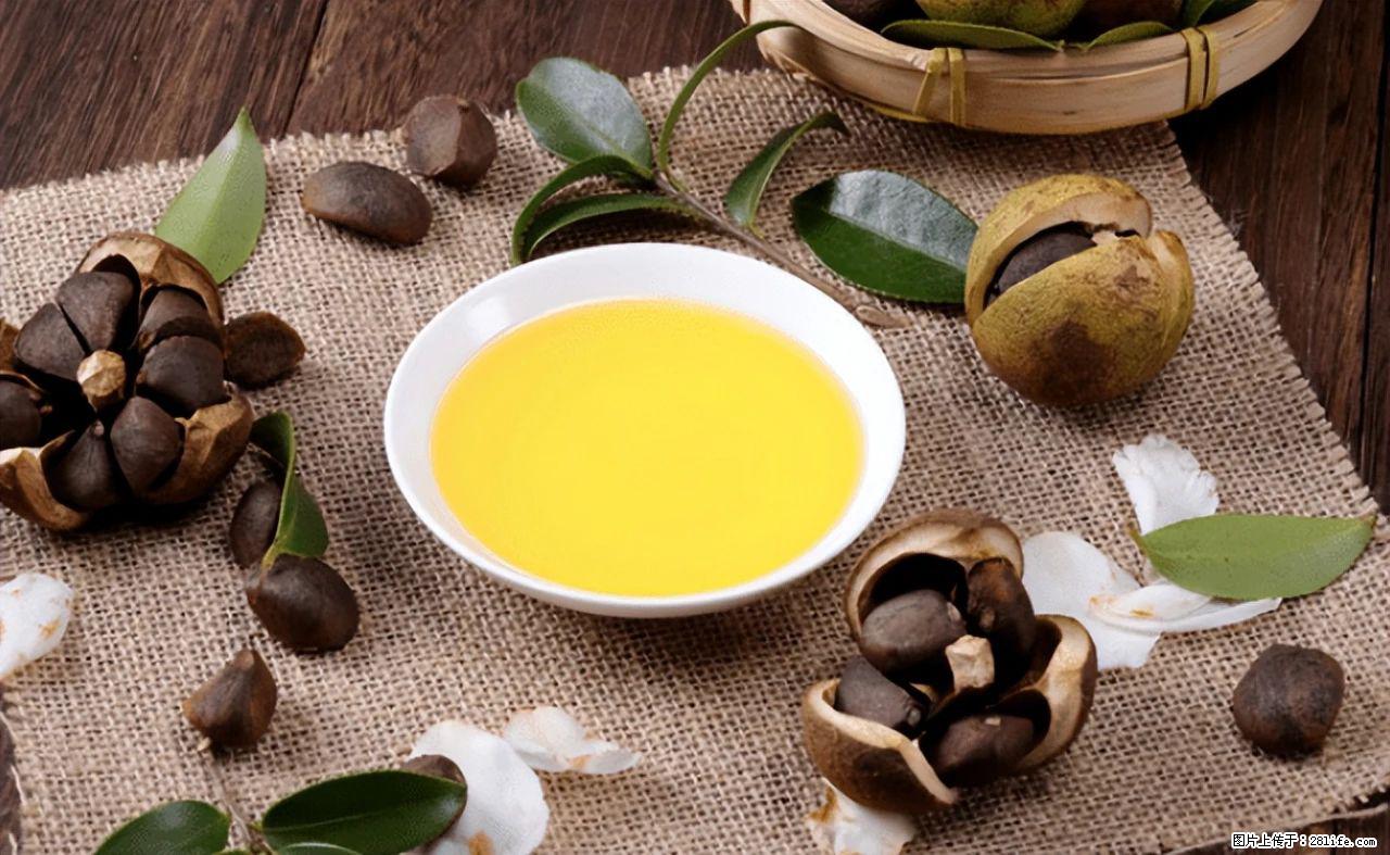 揭秘茶油的5大核心营养成分！被称为人体健康的“守护盾”！ - 潜江生活资讯 - 潜江28生活网 qianjiang.28life.com