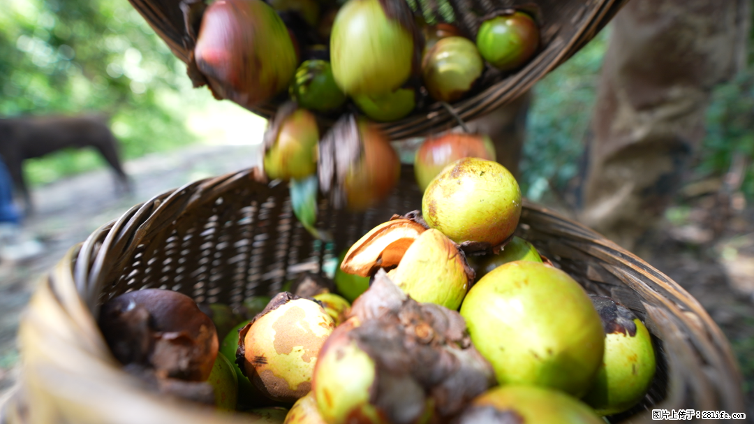 揭秘茶油的5大核心营养成分！被称为人体健康的“守护盾”！ - 潜江生活资讯 - 潜江28生活网 qianjiang.28life.com