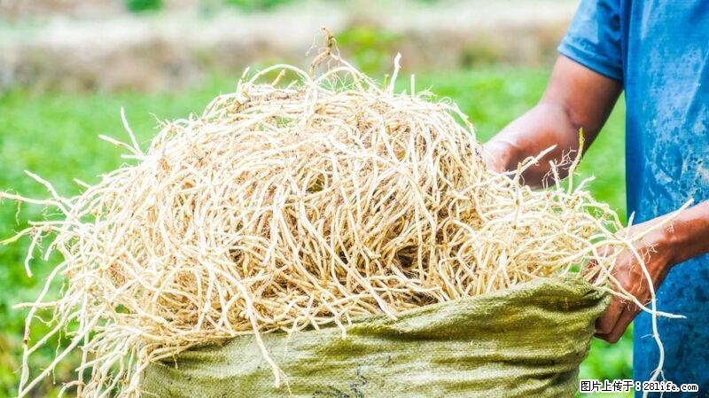 堪称“最难吃”的蔬菜,却是 “抗辐射神器”,还能护肺、清热、止咳化痰! - 潜江生活资讯 - 潜江28生活网 qianjiang.28life.com