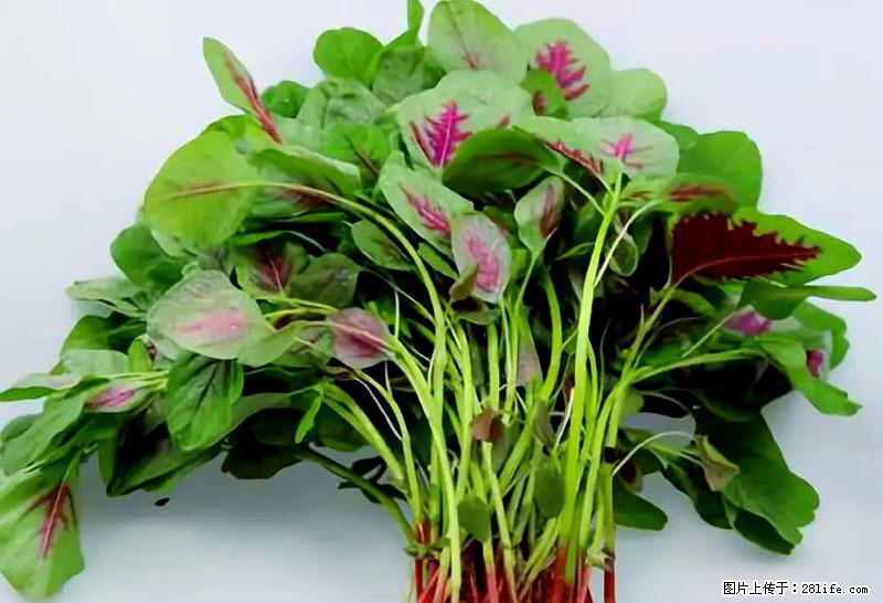 这些蔬菜是“天然钙片”，这6种被医生重点推荐 - 潜江生活资讯 - 潜江28生活网 qianjiang.28life.com