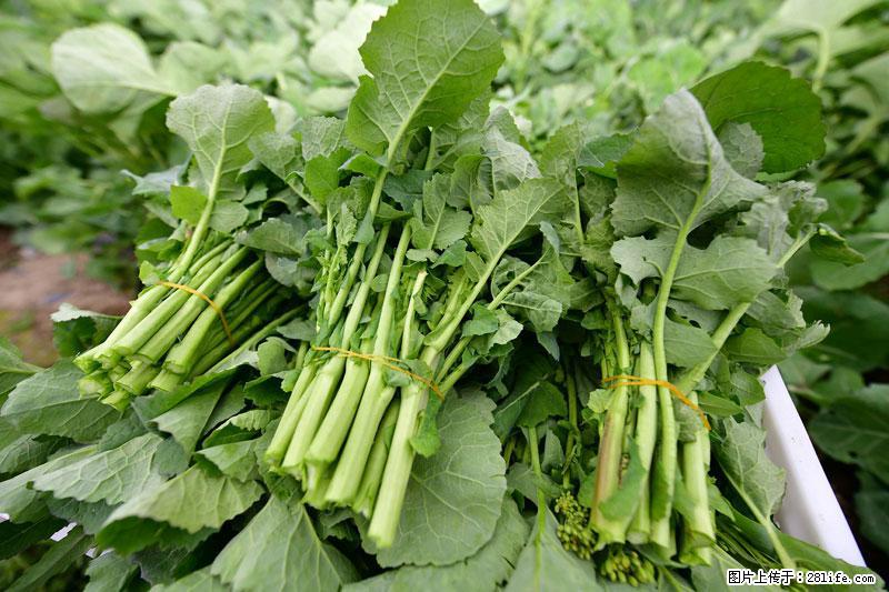 这些蔬菜是“天然钙片”，这6种被医生重点推荐 - 潜江生活资讯 - 潜江28生活网 qianjiang.28life.com